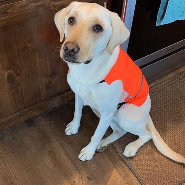 dog chest protector vest
