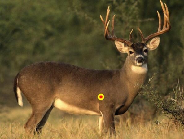 shooting hunting